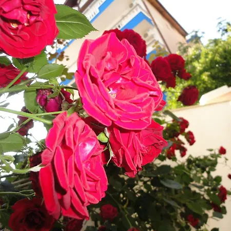 Borko Πριμόρσκο