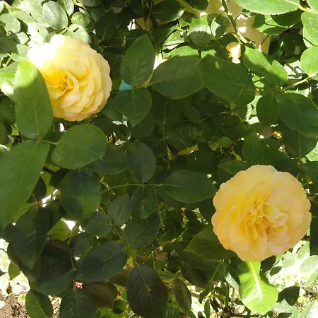 Borko Πανσιόν 2*